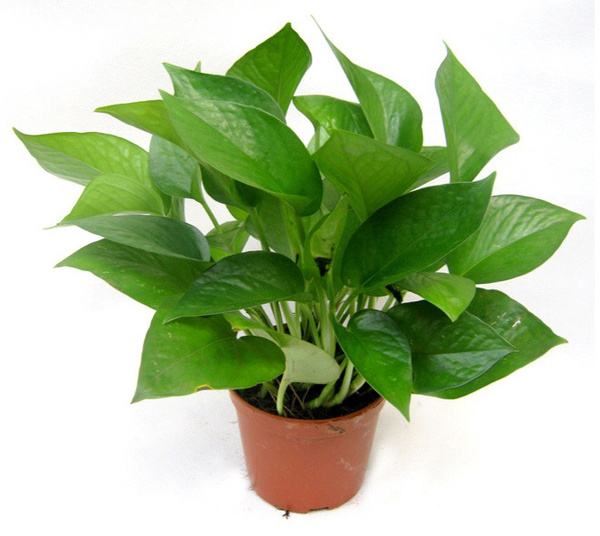 除甲醛植物排行榜前十名，你知道幾個(gè)？